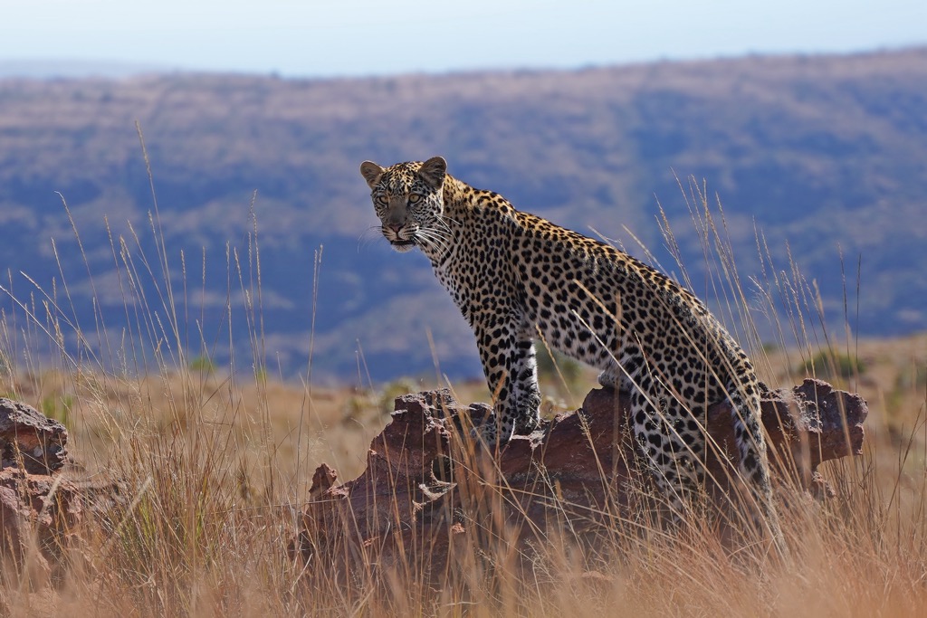 A leopard emerges from the grass in Marakele National Park. Waterberg District Municipality