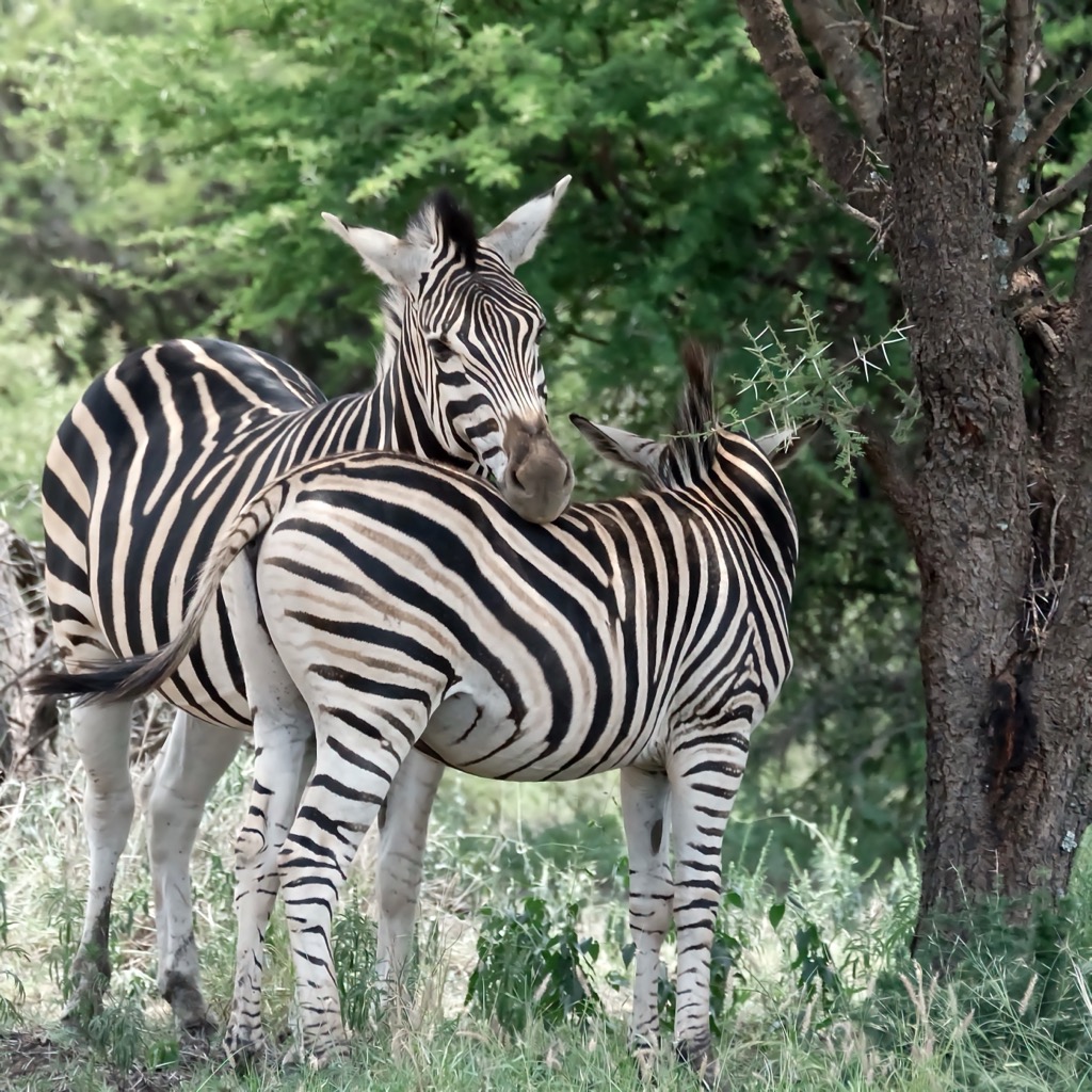 Zebra in Sondela Nature Reserve. Waterberg District Municipality