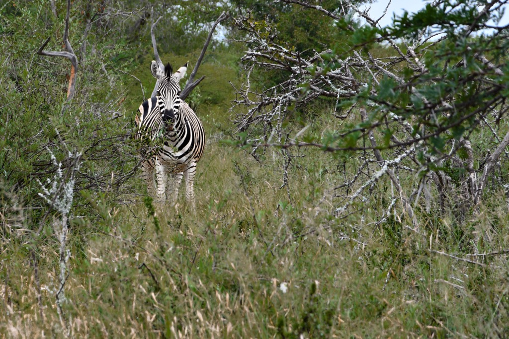 A zebra in the Mabalingwe Nature Reserve. Waterberg District Municipality