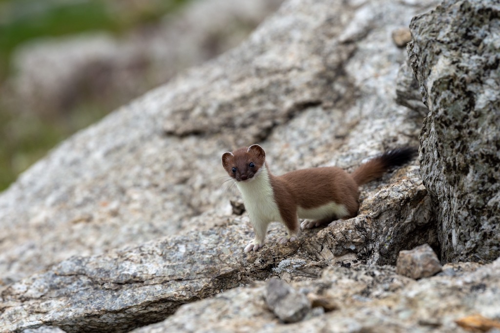 Weasel, Parco regionale dei Monti Lattari, Lattari Mountains Nature Park, Italy