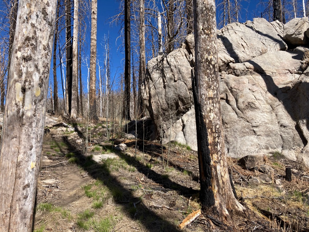 Webb Peak Trail, Pinaleno Mountains, Arizona, USA
