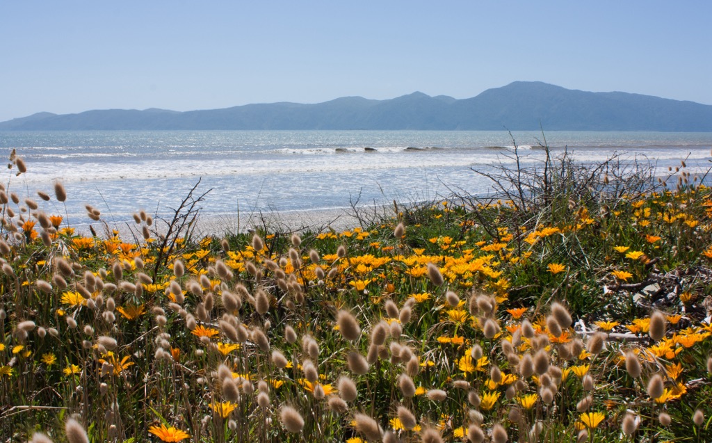 Kapaiti island, Wellington, New Zealand