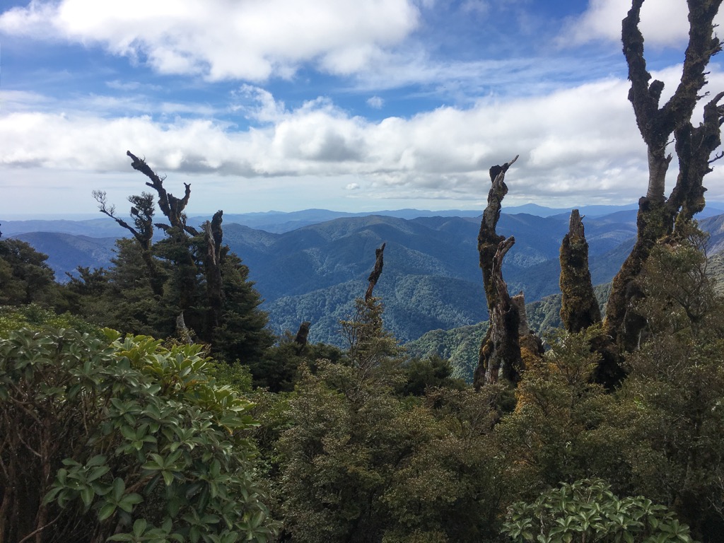 Remutaka Forest Park, Wellington, New Zealand