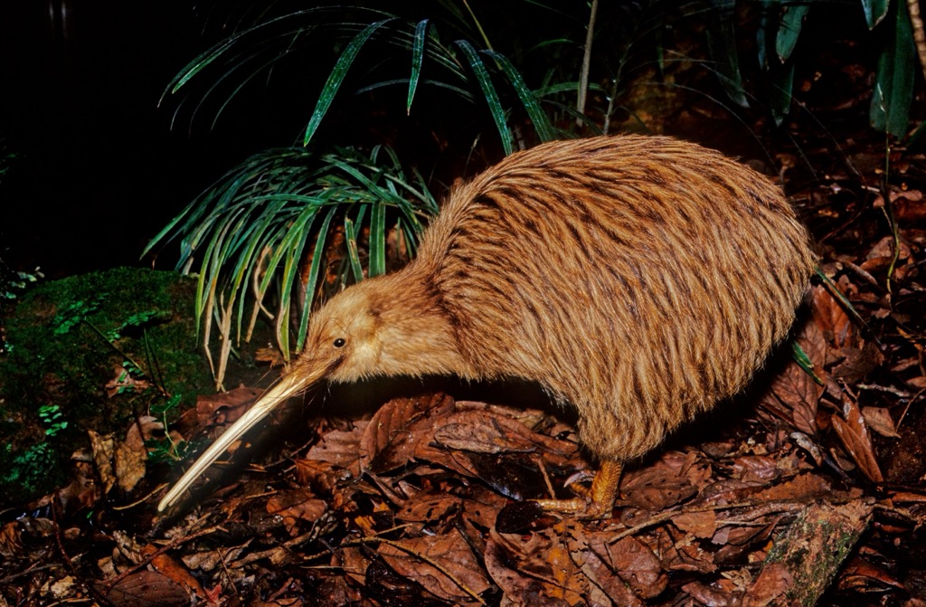 brown kiwi, Wellington, New Zealand