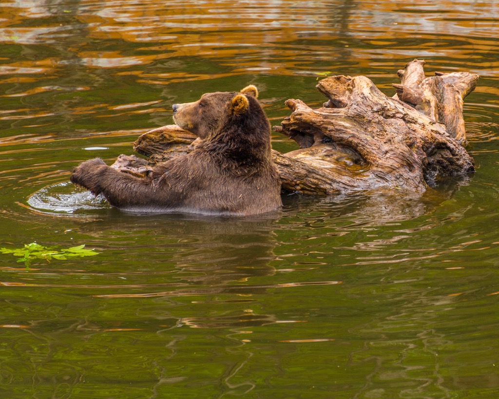 bear, West Chichagof-Yakobi Wilderness, Alaska