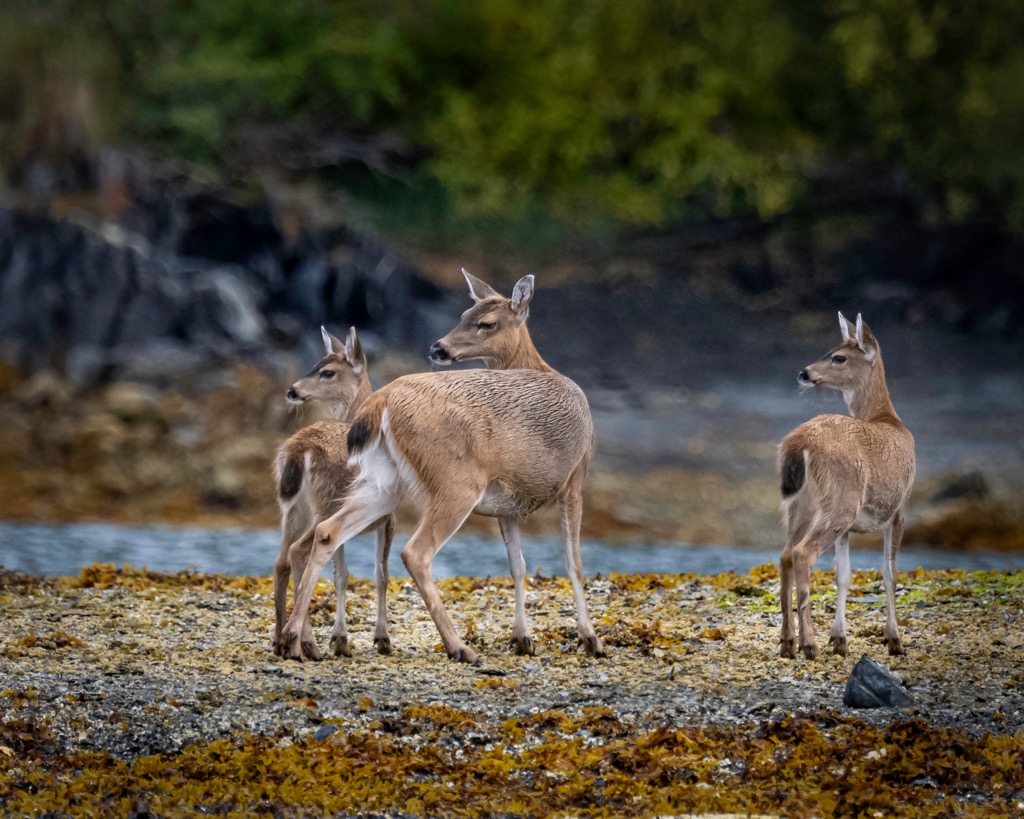 Black-tailed Deer, West Chichagof-Yakobi Wilderness, Alaska