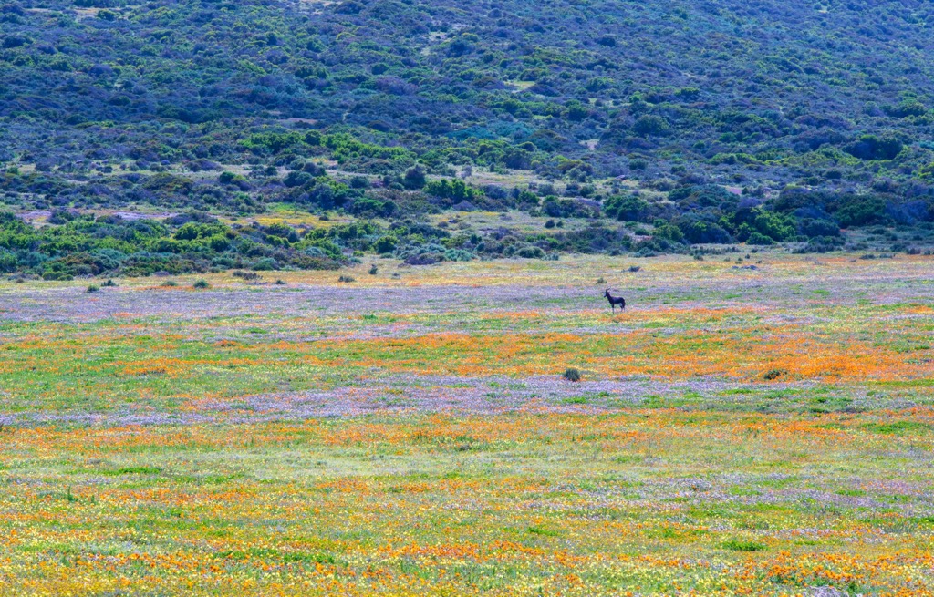 A bontebok amongst the wildflowers in West Coast National Park. West Coast NP