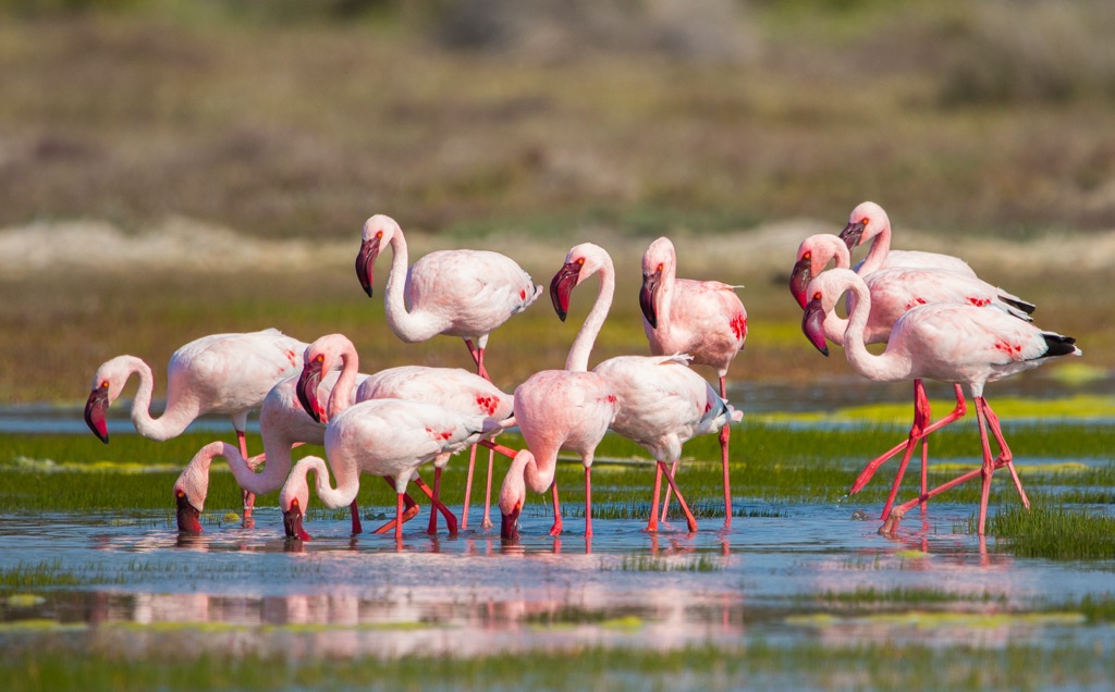 Greater flamingos (Phoenicopterus roseus) feed in the park’s lagoons. West Coast NP