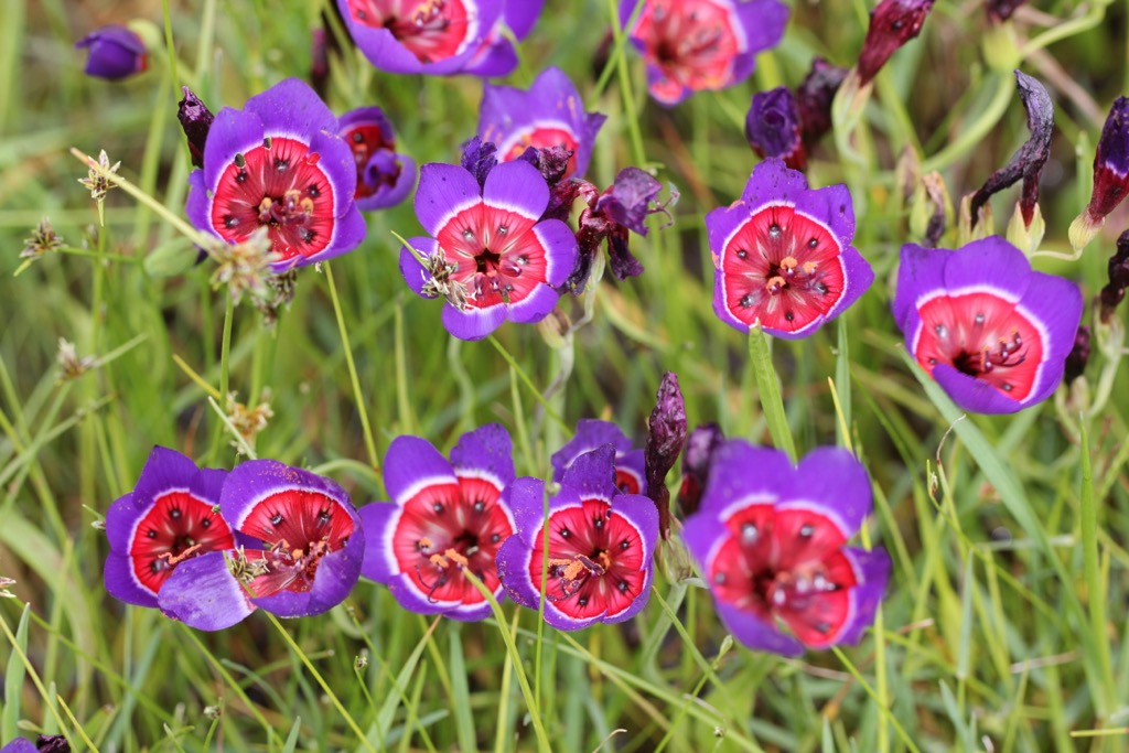 A specimen of the Postberg flower reserve within the West Coast National Park. West Coast NP