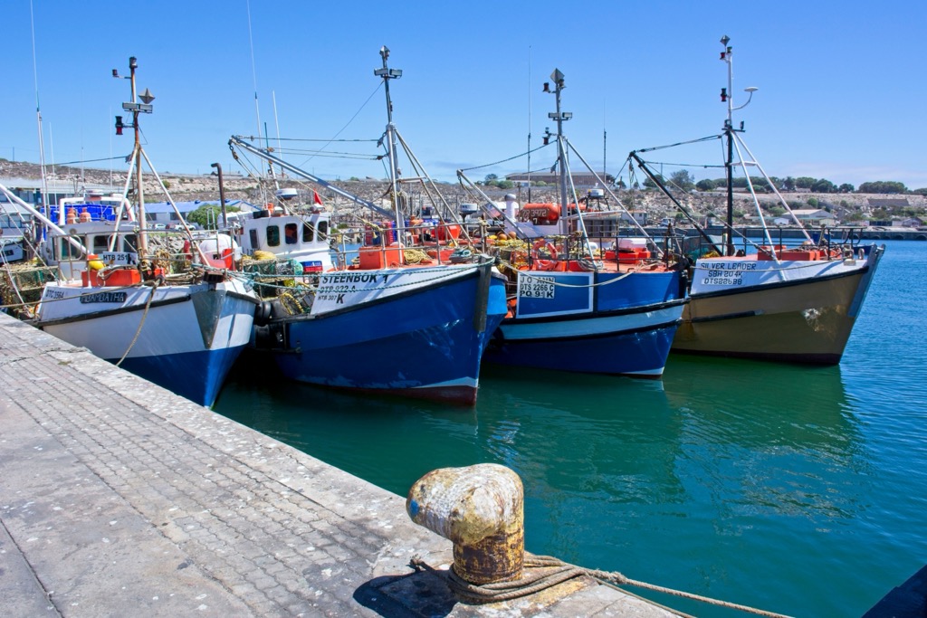 Fishing boots moored at Saldanha Bay. West Coast NP