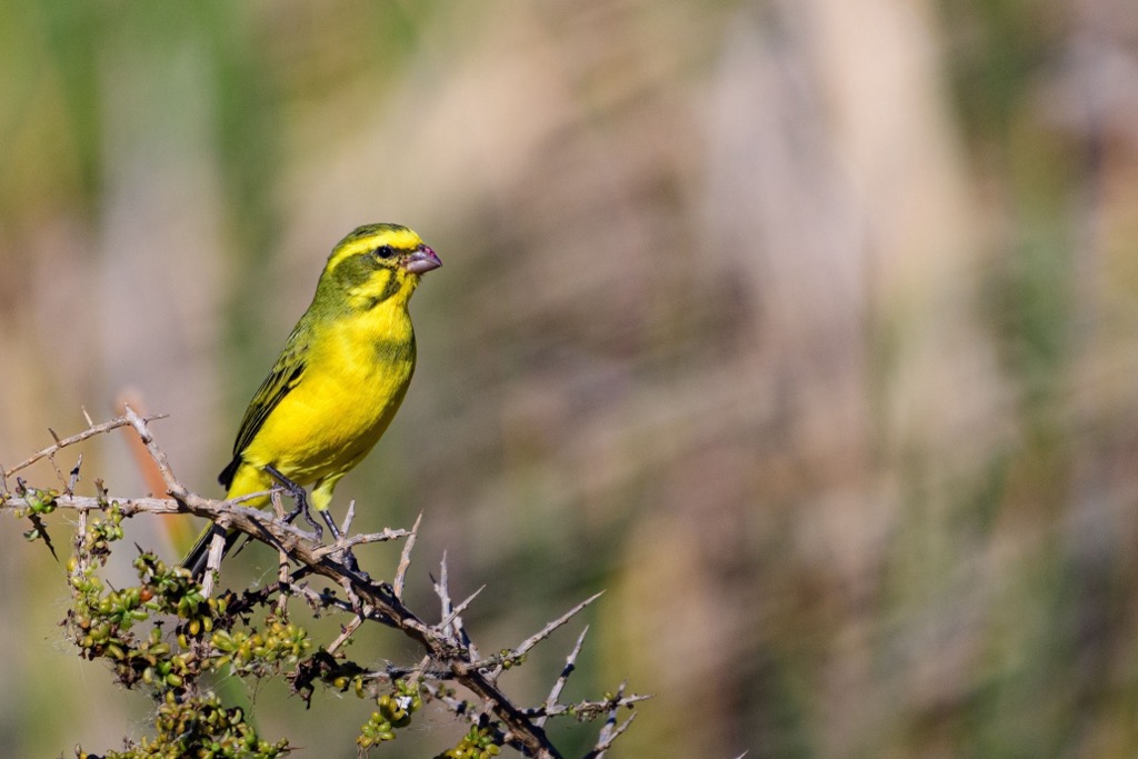 A yellow canary in West Coast National Park. West Coast NP