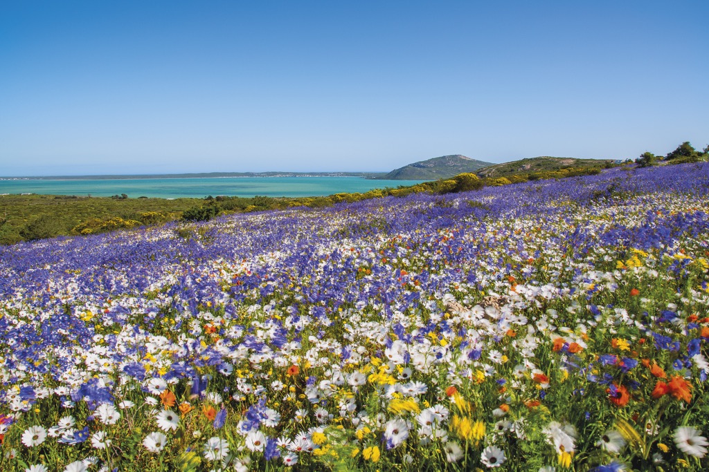 Wildflowers and coastline define West Coast National Park. West Coast NP