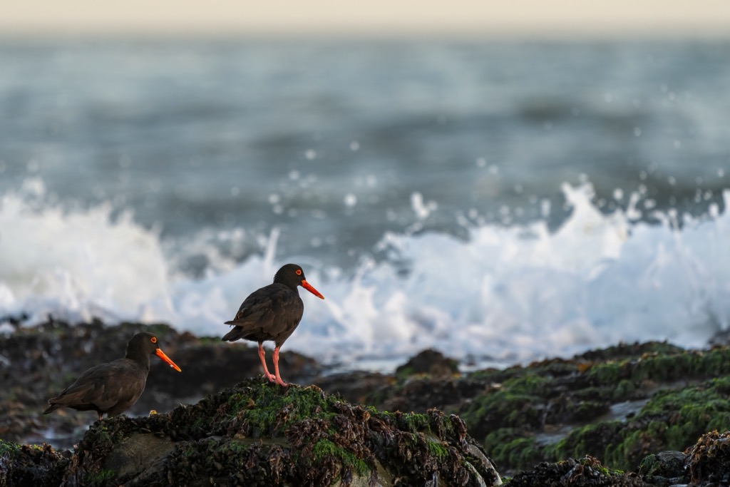 An African black oystercatcher in Yzerfontein, a small beach community in the West Coast District Municipality. West Coast