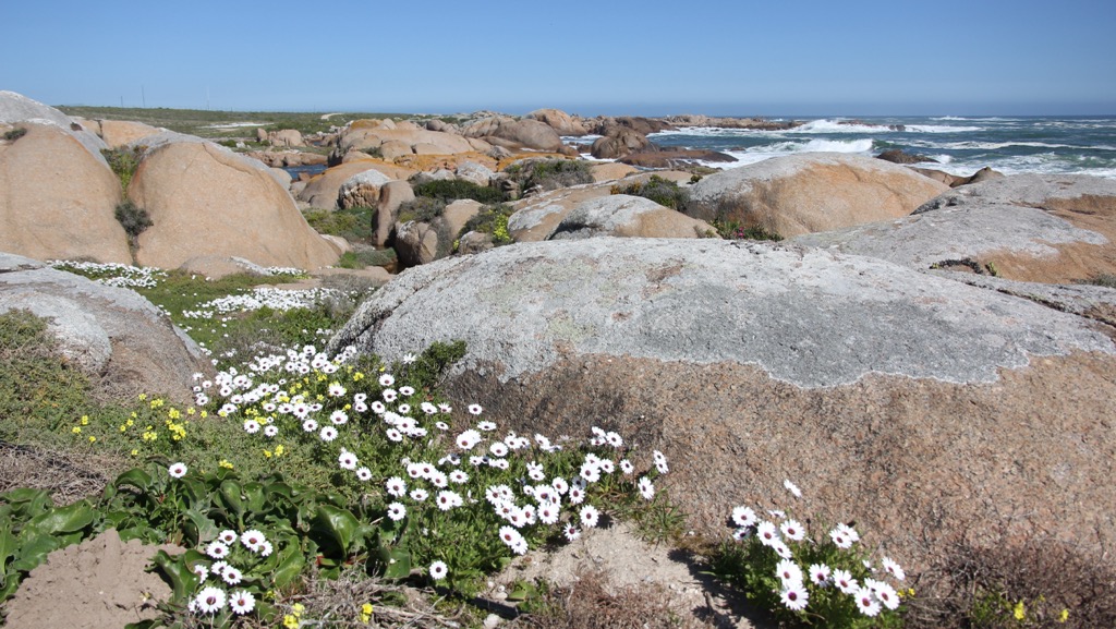 The Cape Columbine Nature Reserve protects a unique coastal ecosystem. West Coast