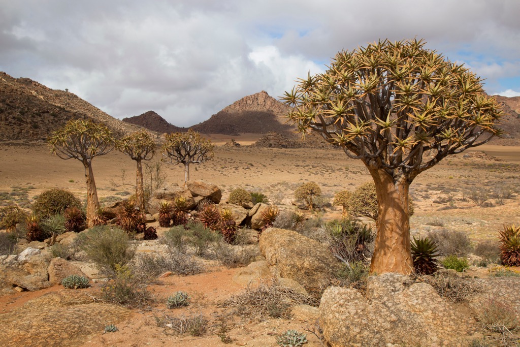 Quiver trees (also known as Kokerboom) are part of the Succulent Karoo biome. This arid ecosystem dominates the northern West Coast District Municipality and most of the Northern Cape Province. West Coast