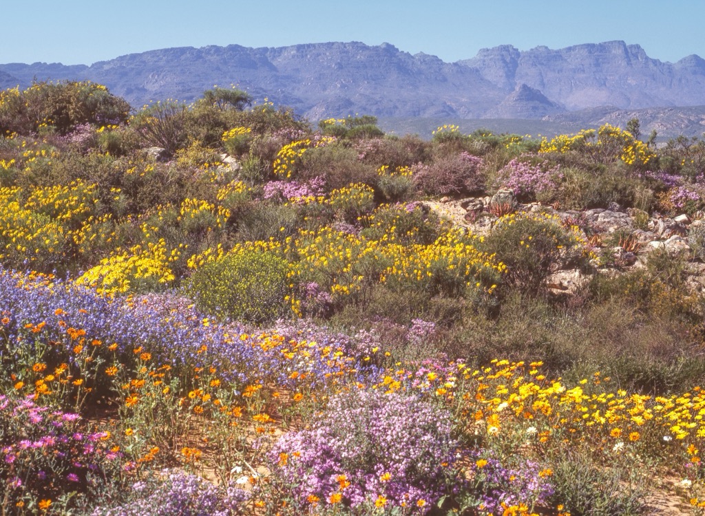 Wildflowers of the Cape Floristic Region near Clanwilliam. West Coast