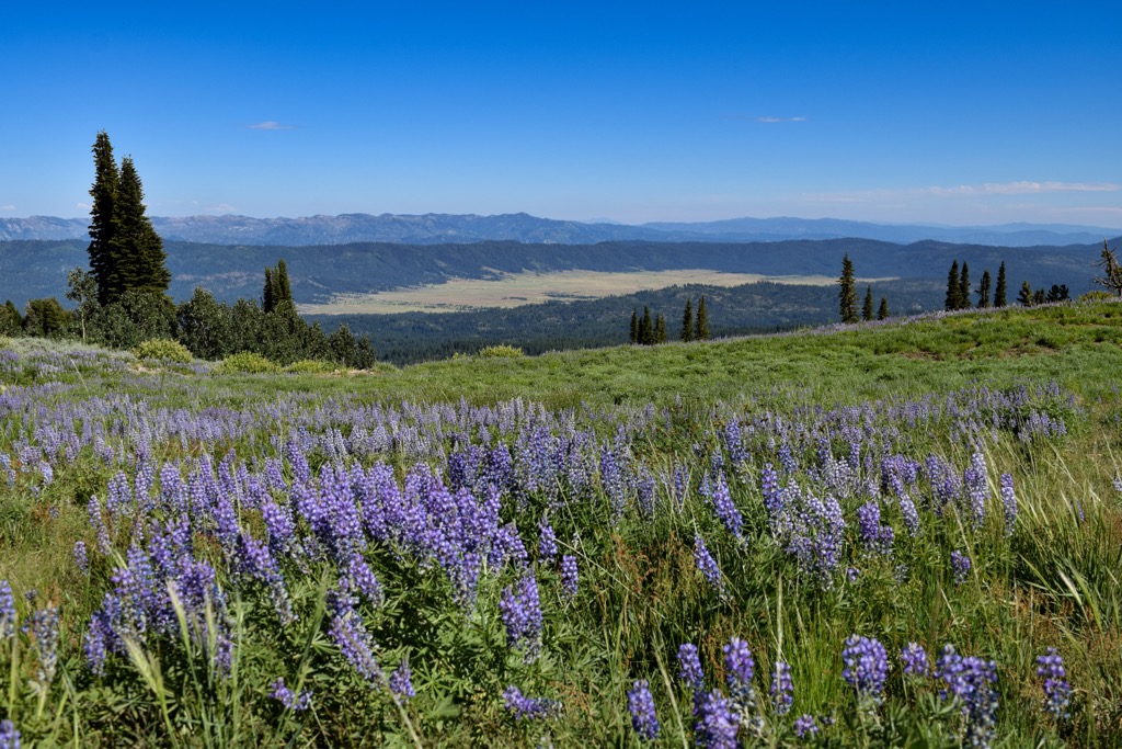 Flowers, West Mountains, Idaho