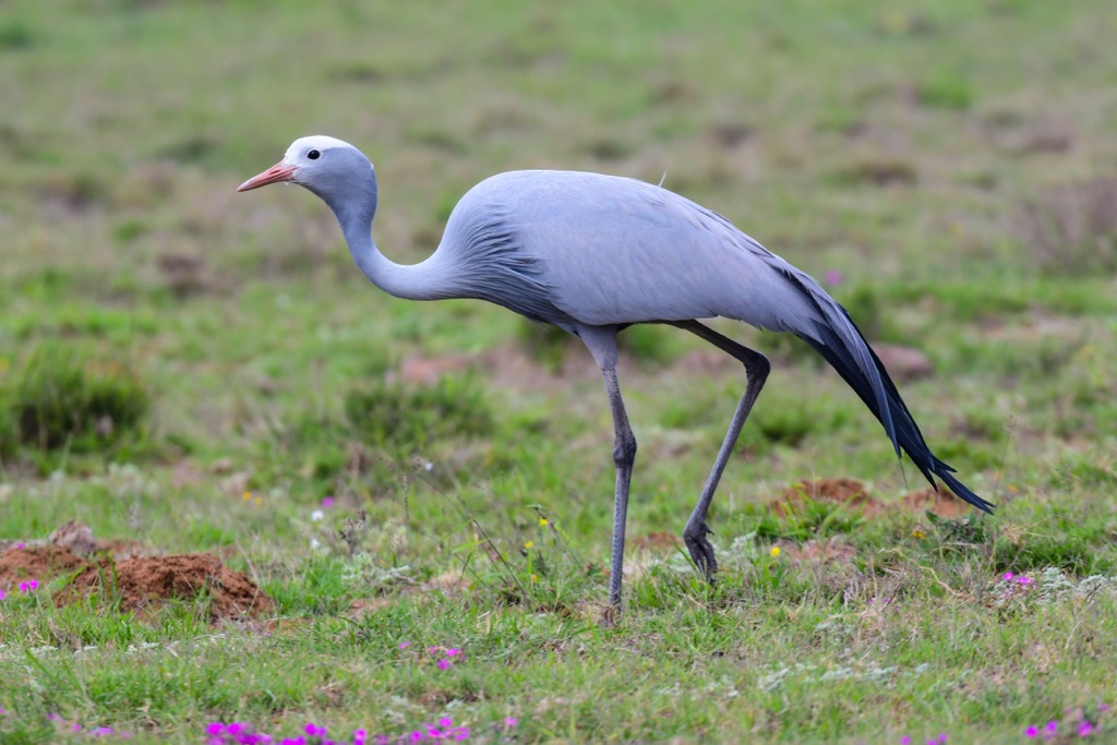 The Blue Crane is an iconic species; it’s the national bird of South Africa but is currently listed as “vulnerable” by the IUCN. West Rand District