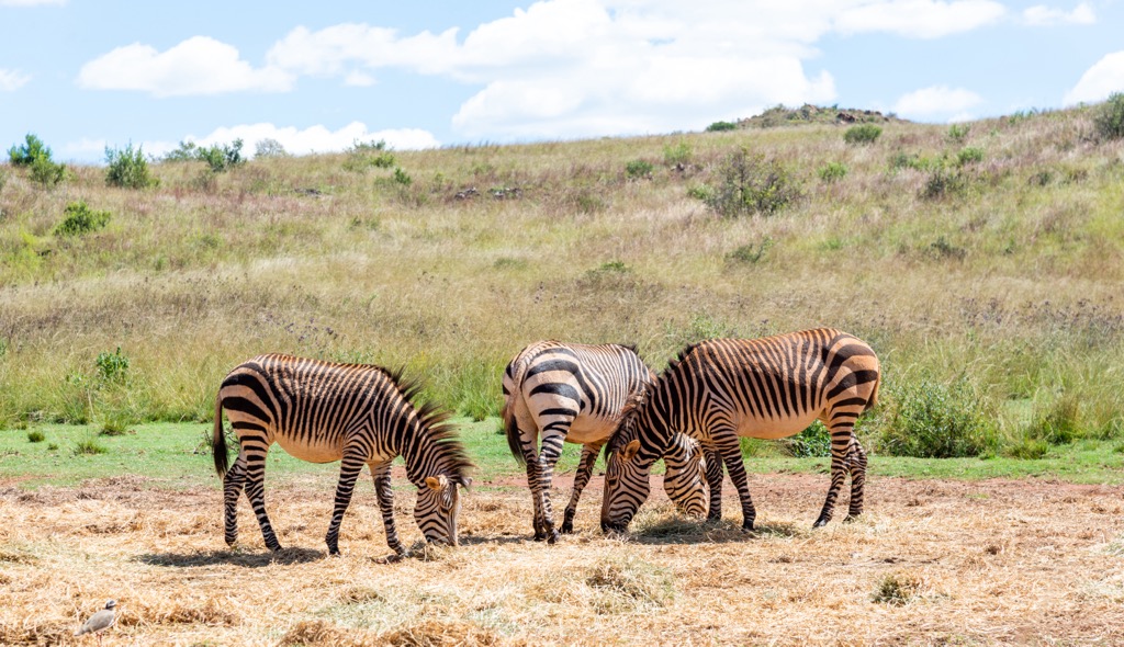 The Krugersdorp Game Reserve. West Rand District