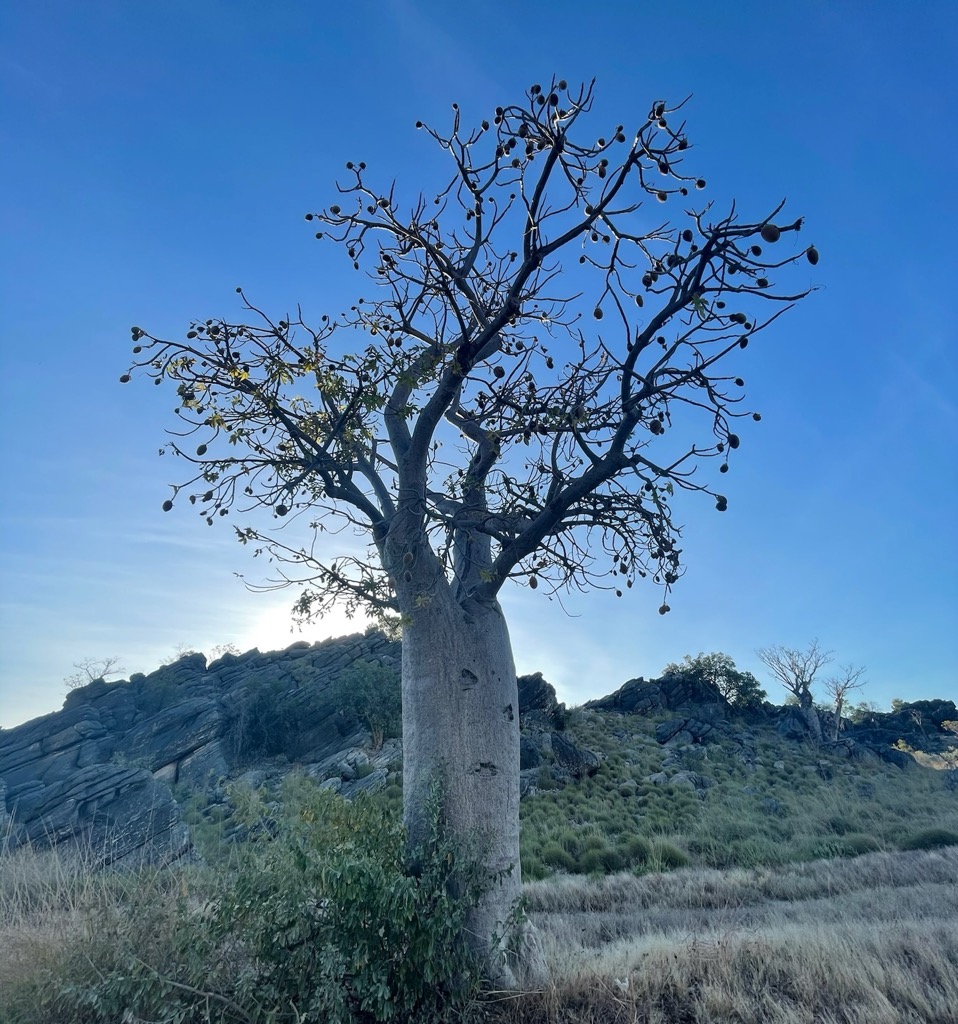 Boab trees in the Kimberley. Photo: Anna Lochhead