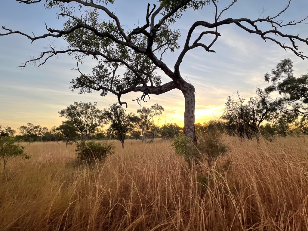 Spinifex grasses. Photo: Anna Lochhead