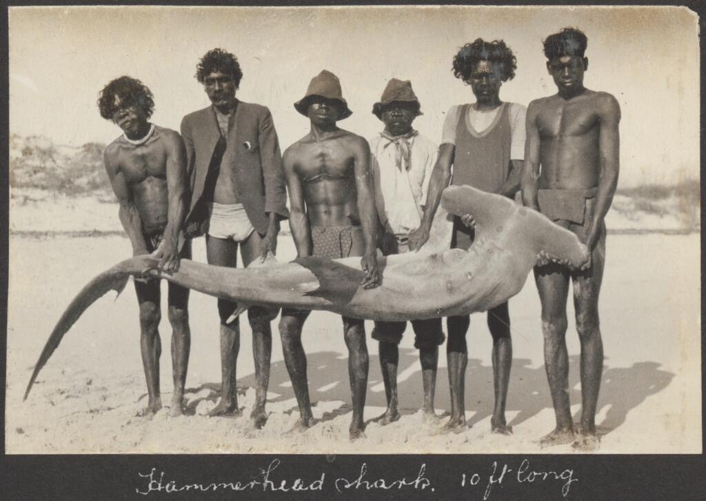 Aboriginal men holding a hammerhead shark, circa 1926. Western Australia 