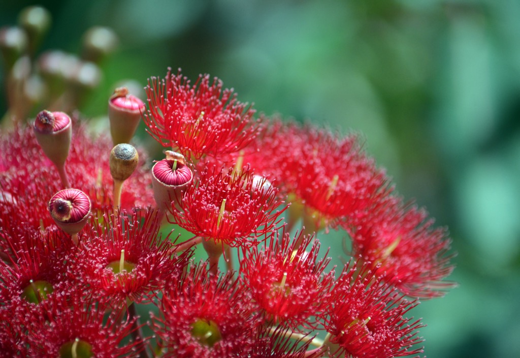 Red flowering gum (Corymbia ficifolia) is endemic to the Stirling Ranges and the surrounding area. Western Australia 