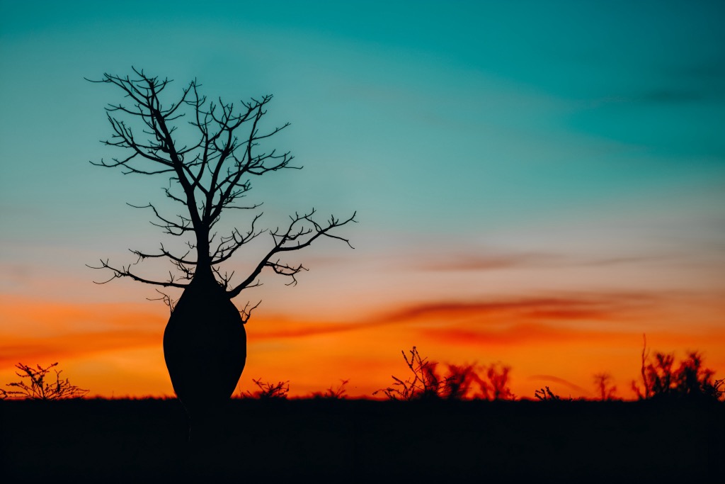 A lone Boab tree. Western Australia 