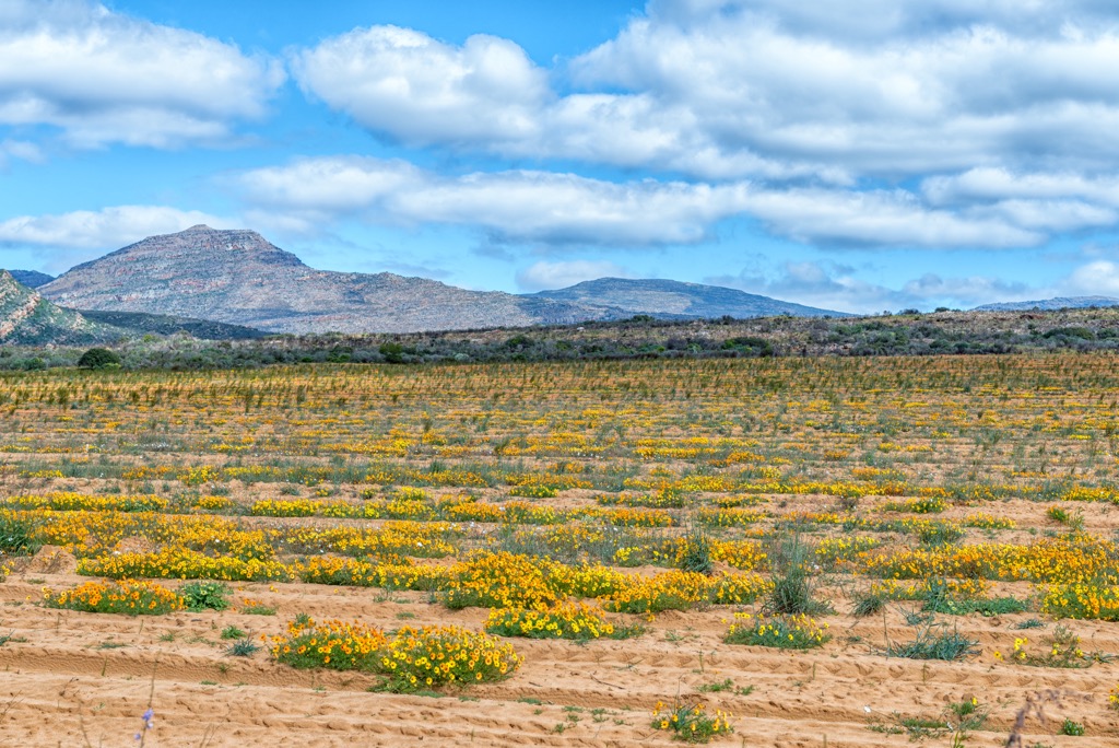 A rooibos tea field near Clanwilliam. Western Cape