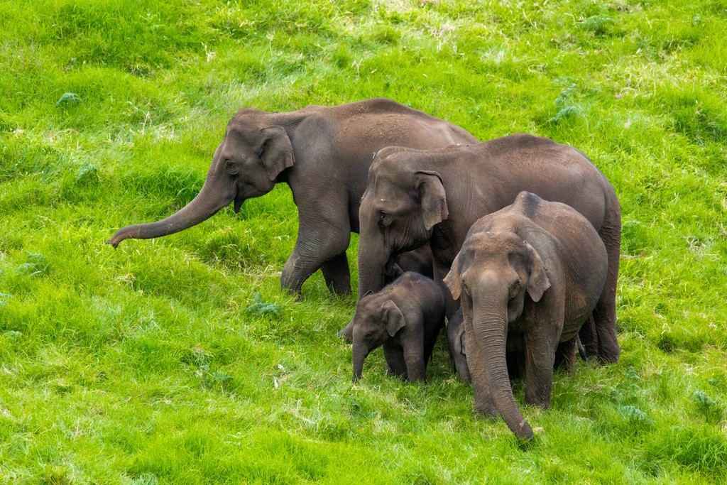 Elephants, Western Ghats, India