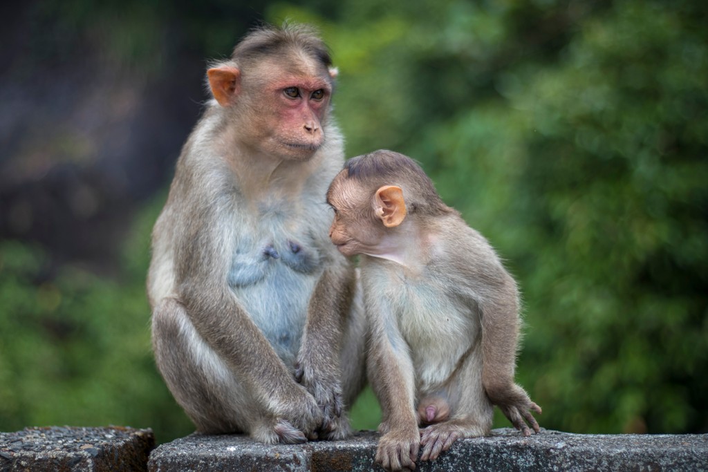 Monkeys, Western Ghats, India
