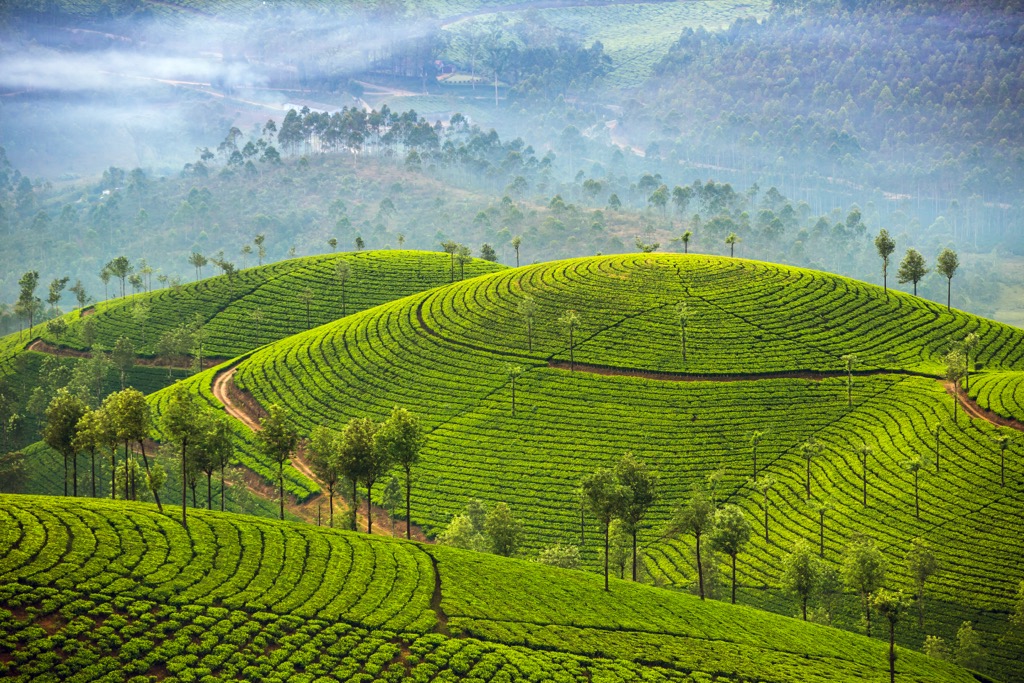 Tea, Western Ghats, India