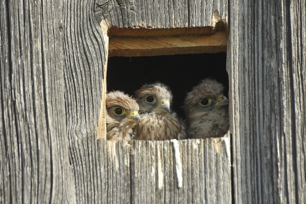 Common Kestrels nesting in a birdhouse in Bavaria. The forests of the Wetterstein are prime habitat for a number of bird species. Wetterstein