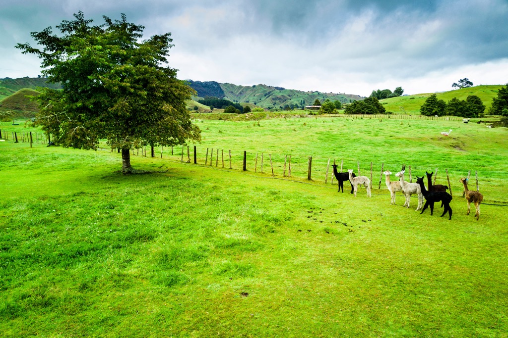 Alpacas farm, Whanganui National Park, New Zealand