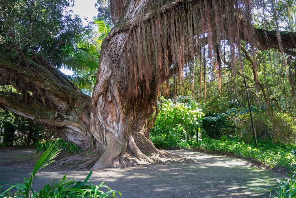 Rata tree, Whanganui National Park, New Zealand