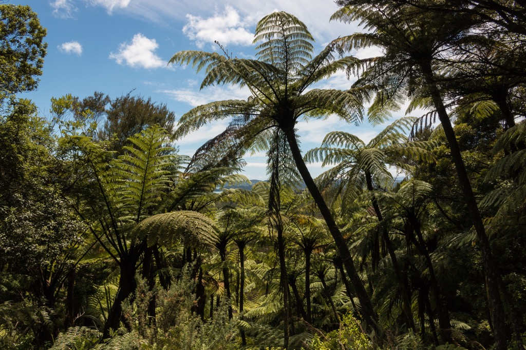 black tree fern, Whanganui National Park, New Zealand