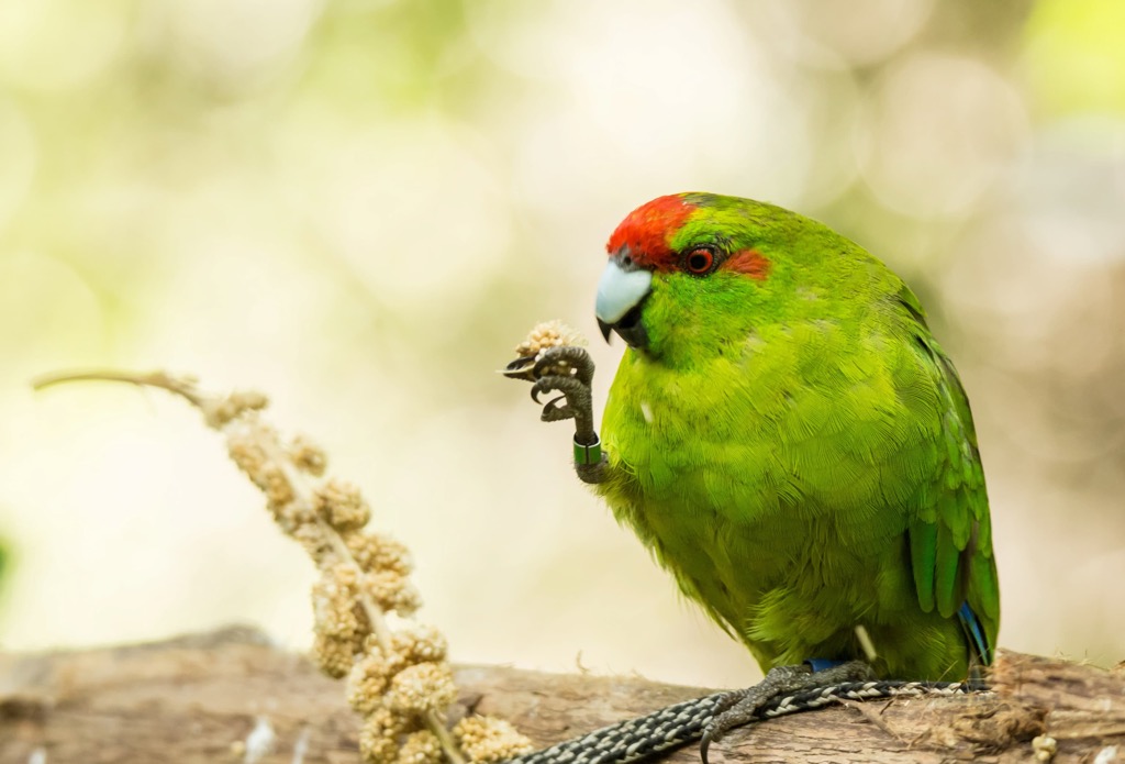 parakeet, Whanganui National Park, New Zealand