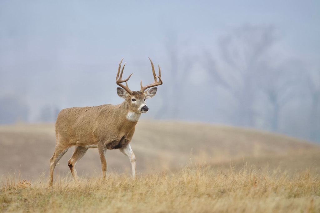 White-tailed deer, Snowbird Mountains, North Carolina, USA