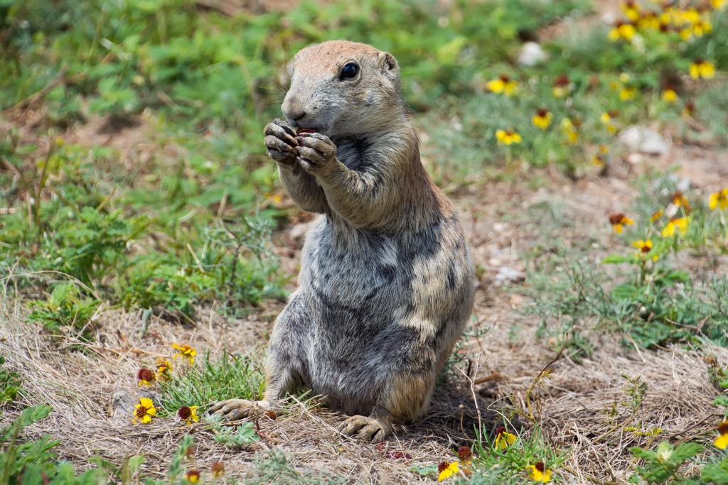 Black-tailed prairie dog, Wichita Mountains, Oklahoma