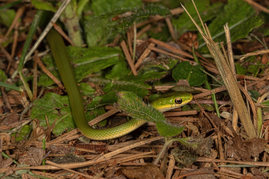 William B. Bankhead National Forest, Alabama