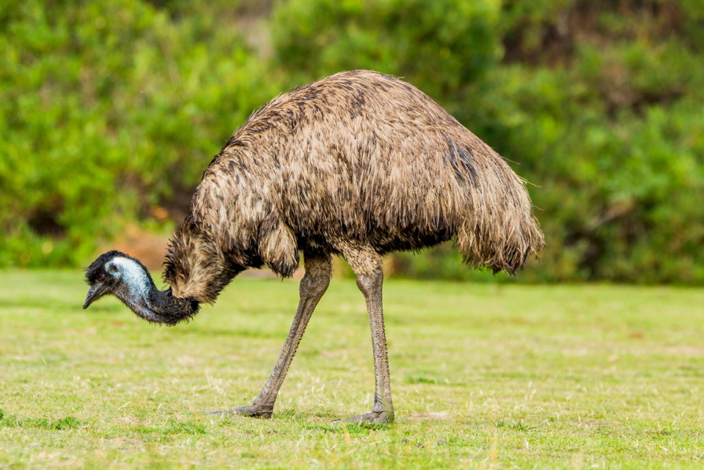 Wilsons Promontory National Park, Australia