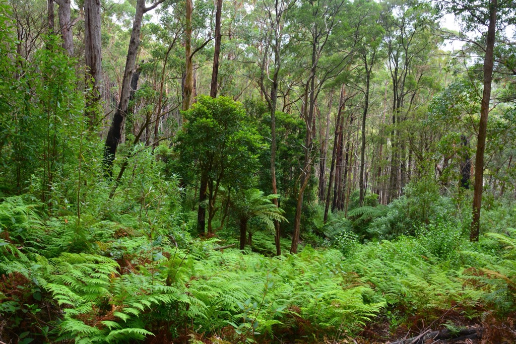 Lilly Pilly Gully, Wilsons Promontory National Park, Australia