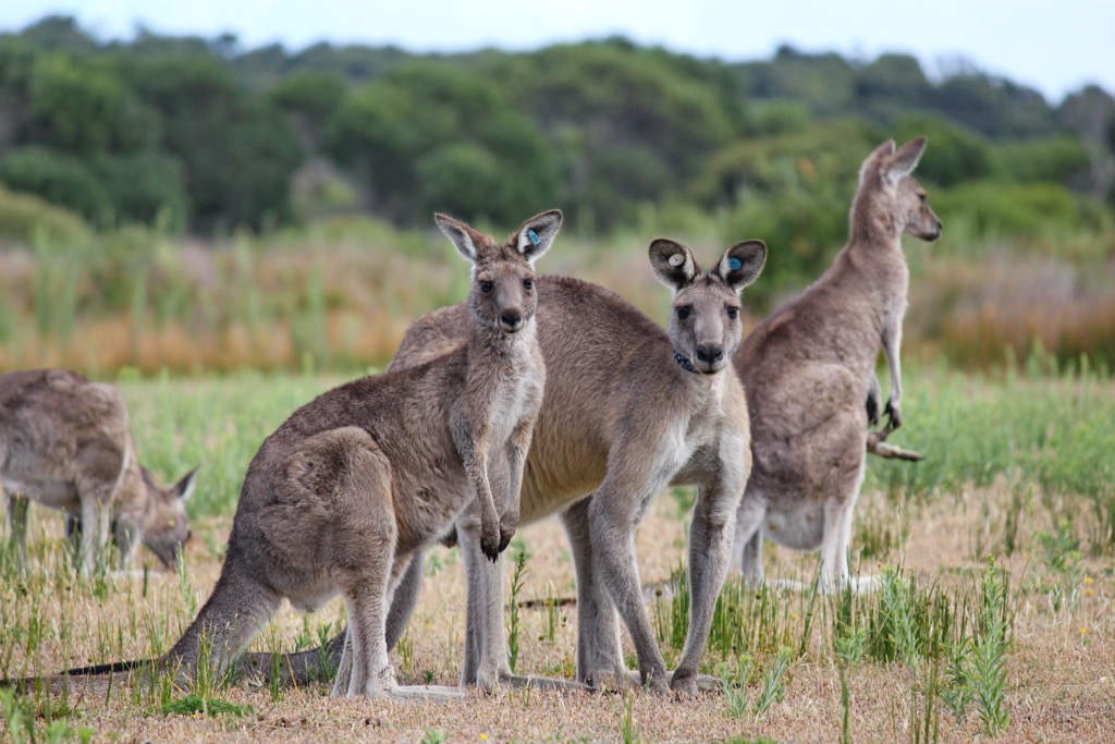 Wilsons Promontory National Park, Australia