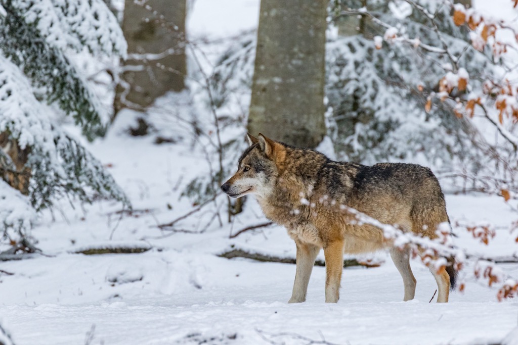 Wolve, Whitehorse, Yukon, Canada