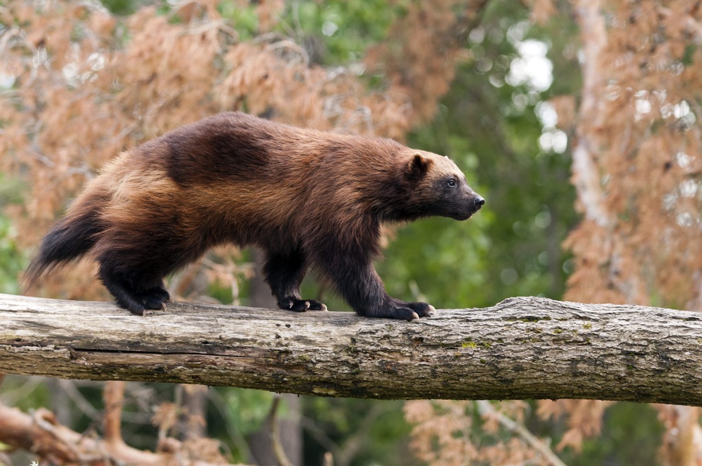 Wolverine, Never Summer Mountains, Colorado, USA