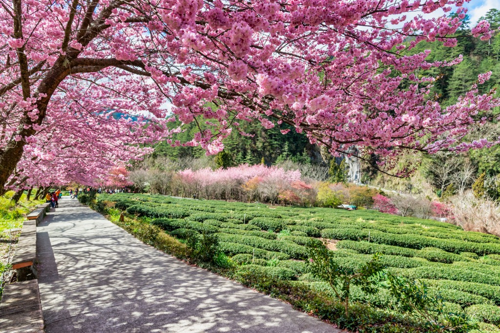 Wuling Farm,Taichung, Taiwan
