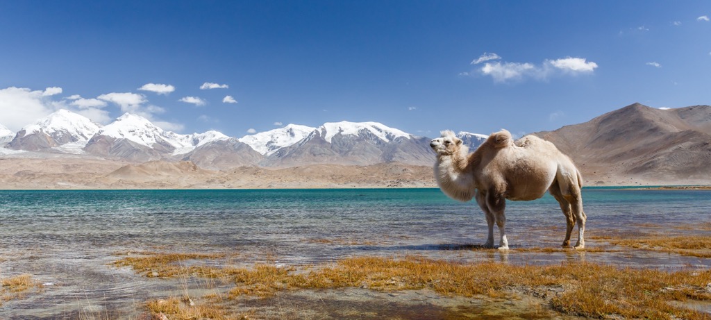 Camel at Lake Karakul, Xinjiang , China