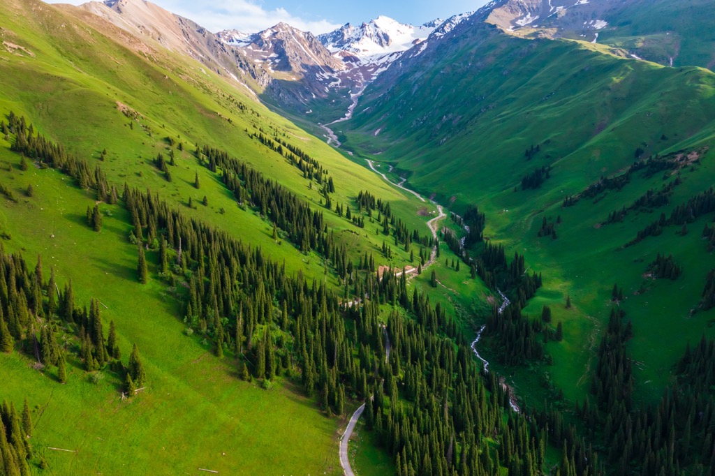 Forest, Xinjiang, China