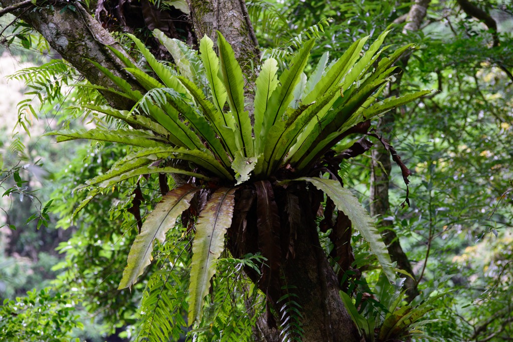Xueshankeng River Major Wildlife Habitat, Taiwan