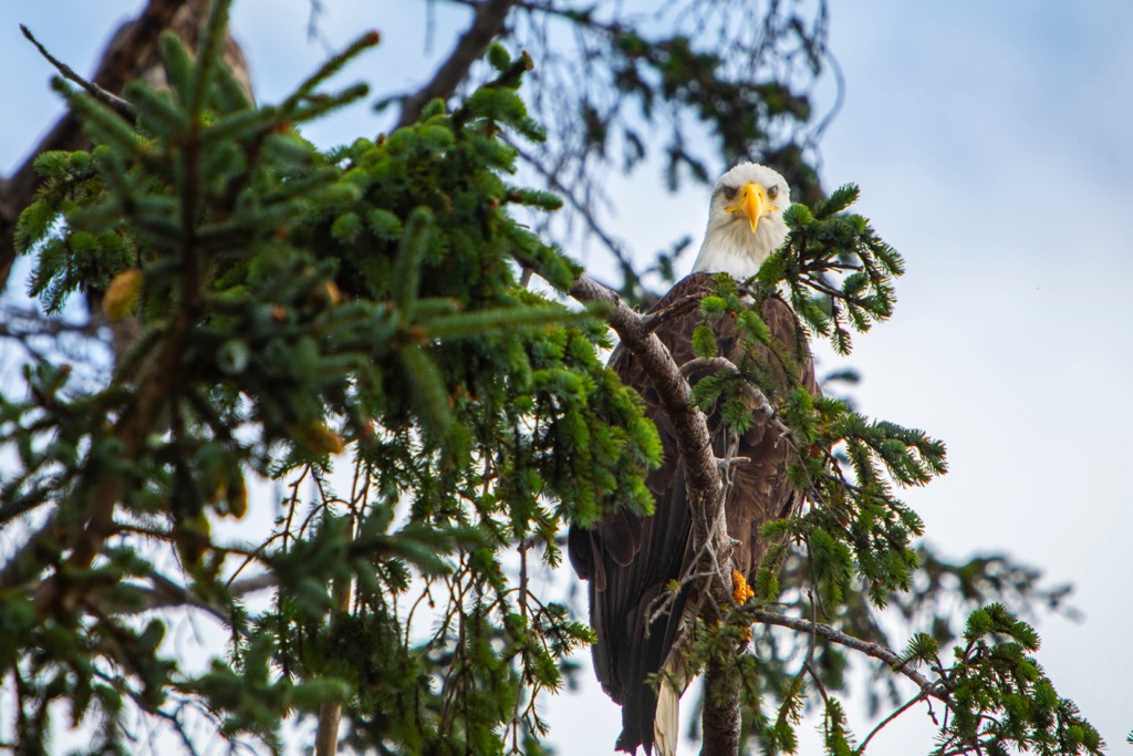 Yaaguun Suu, British Columbia
